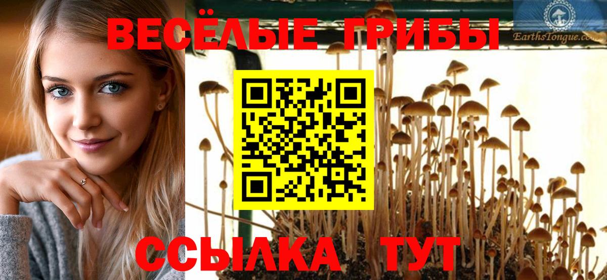 Псилоцибиновые грибы Cubensis Арсеньев